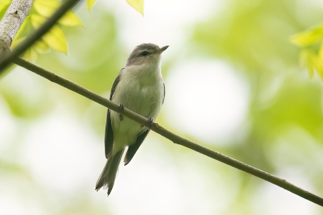 Eastern Warbling Vireo