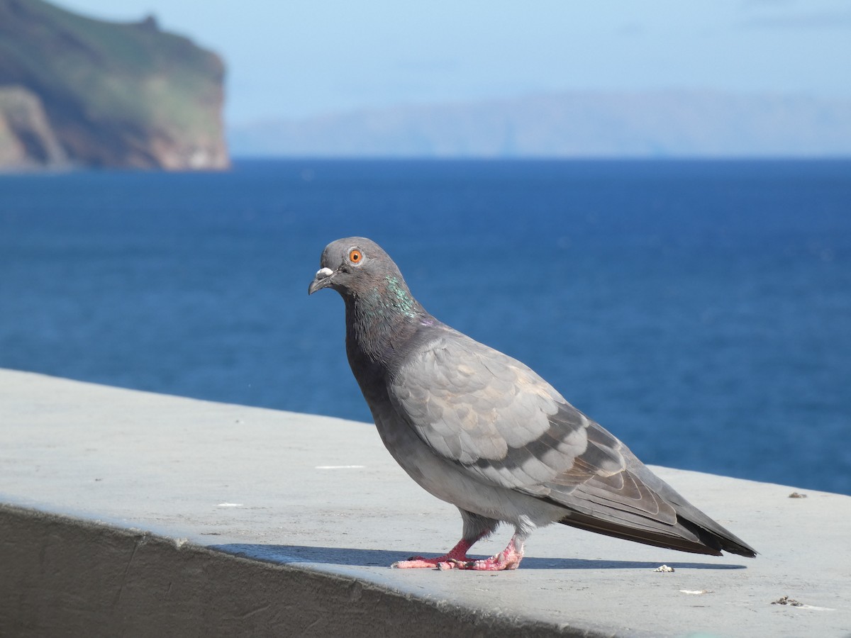 Rock Pigeon (Feral Pigeon) - ML609244212