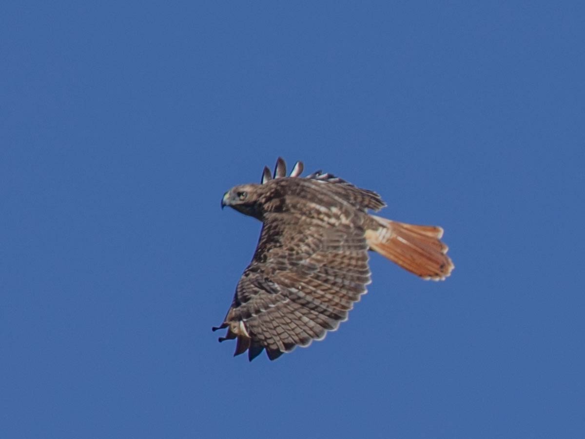 Red-tailed Hawk - ML609244349