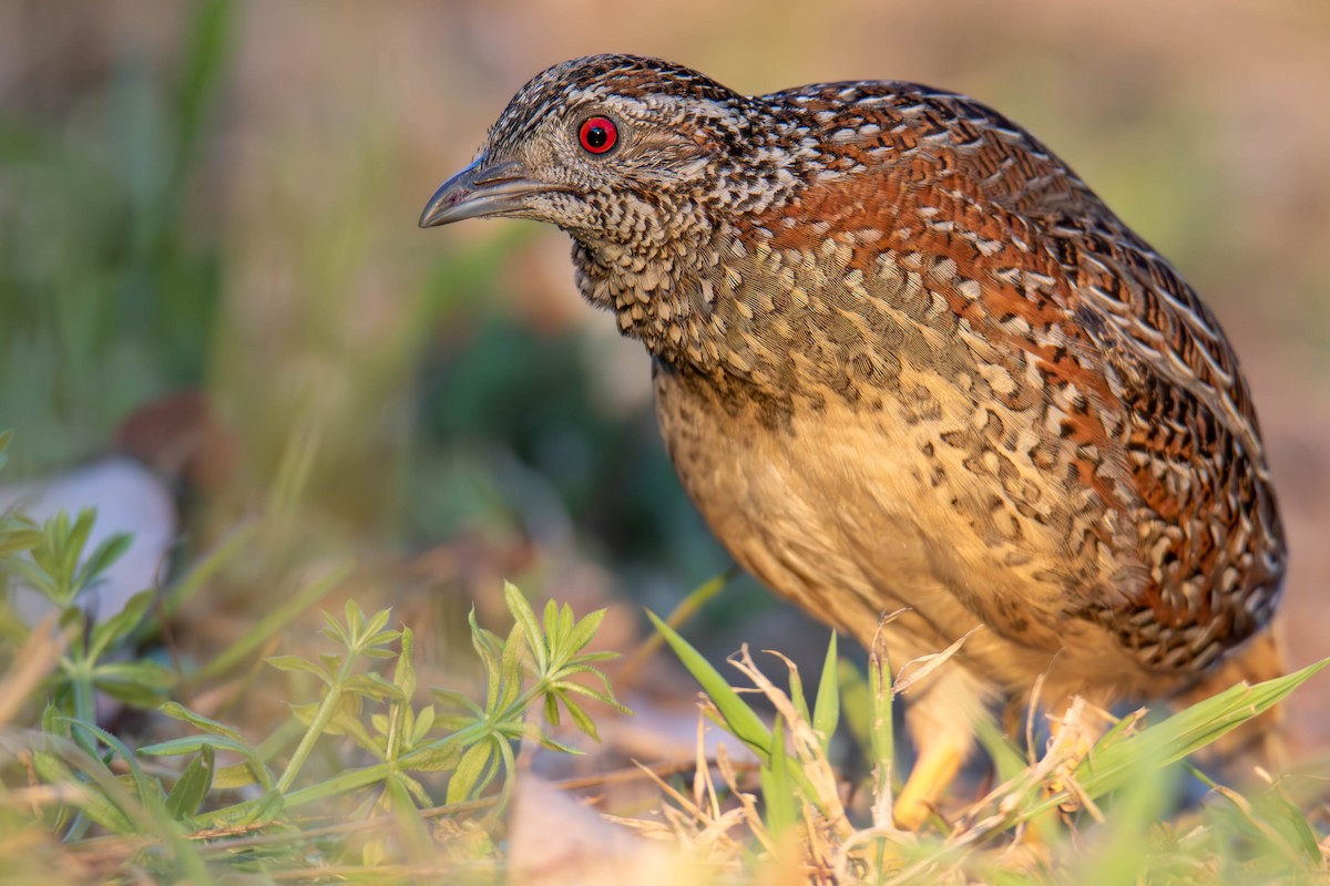 Painted Buttonquail - ML609244353