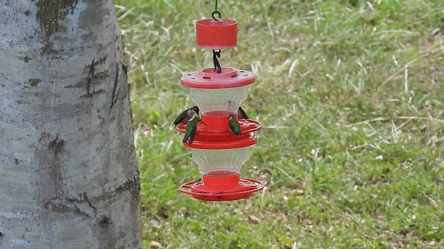 Ruby-throated Hummingbird - ML609244862