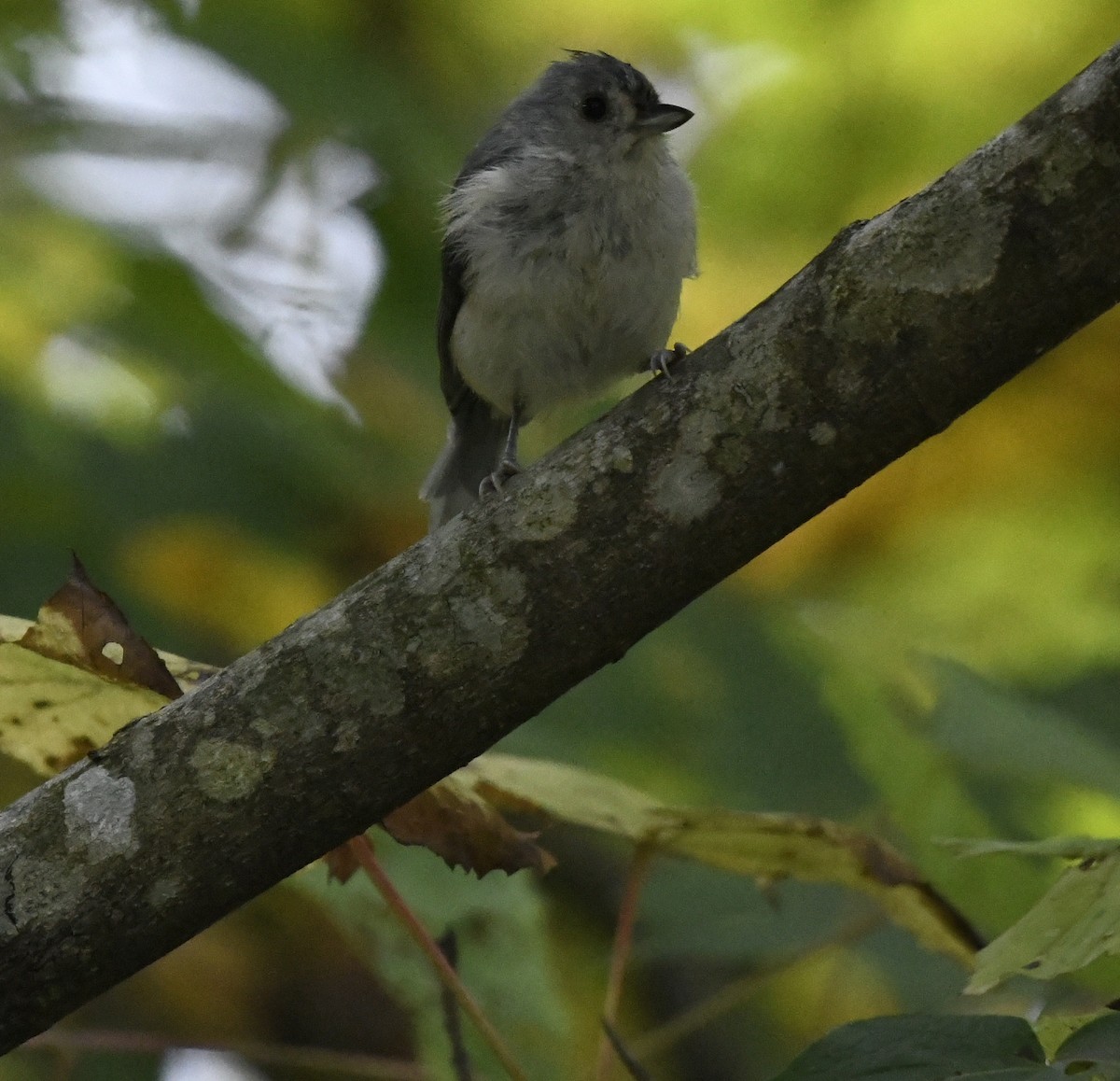 EBird Checklist 24 Sep 2023 Tygart River Abbey Road 12 Species