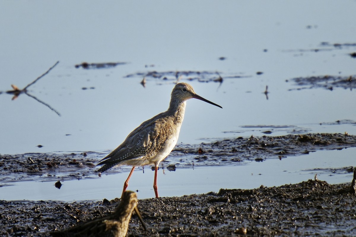 Spotted Redshank - ML609245232