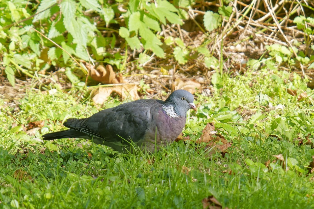 Common Wood-Pigeon - ML609245243