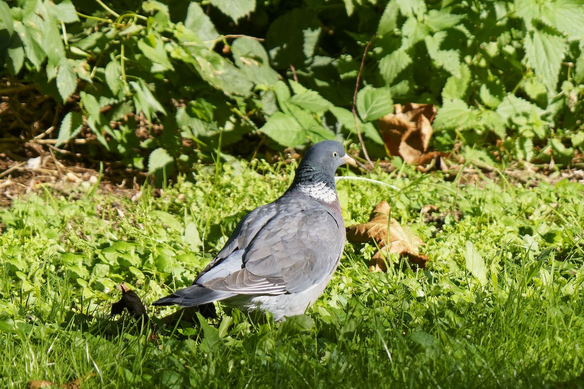 Common Wood-Pigeon - ML609245244