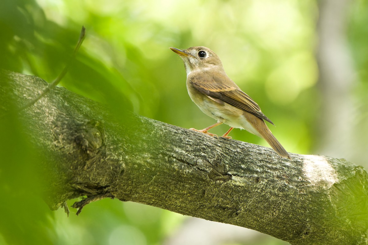 Brown-breasted Flycatcher - ML609245402