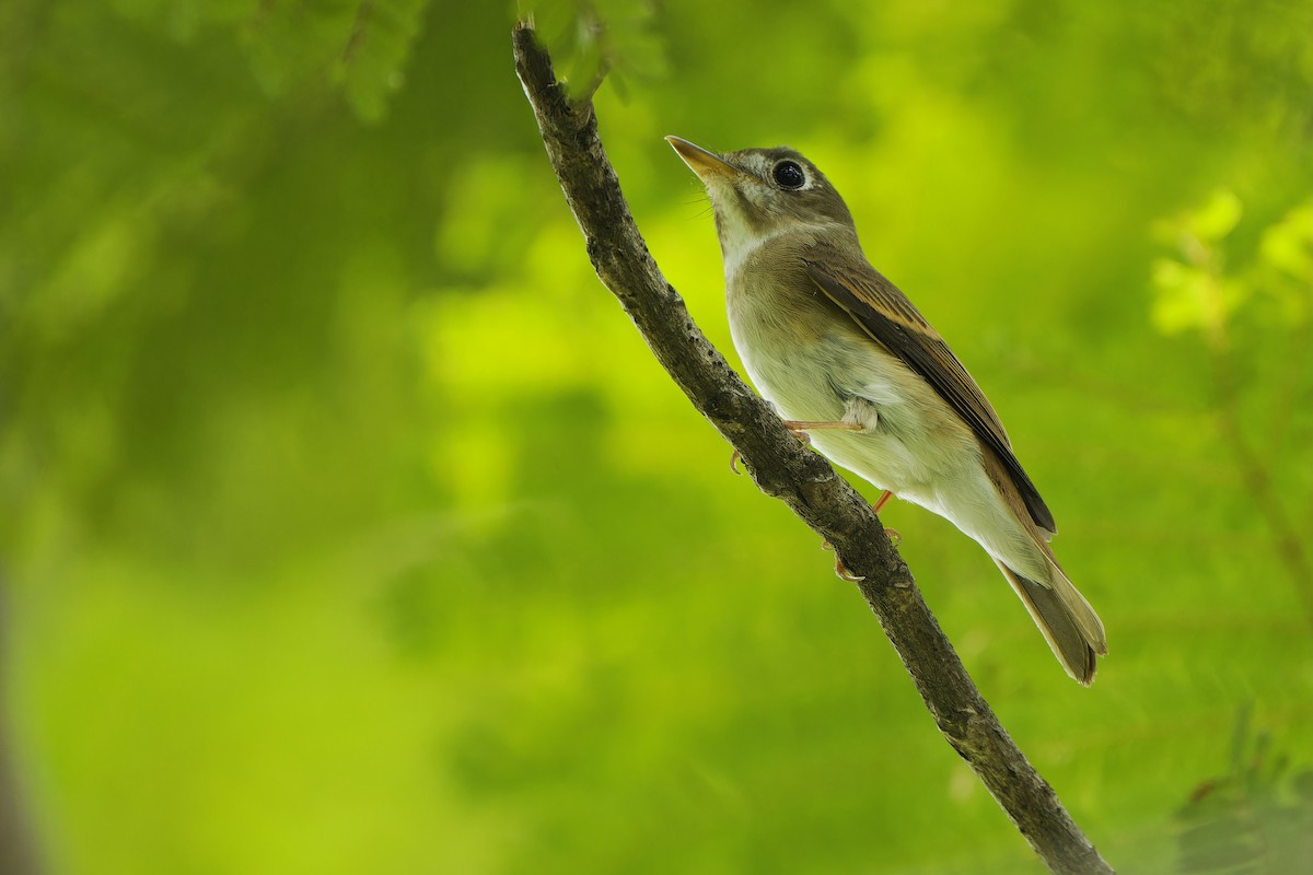 Brown-breasted Flycatcher - ML609245408