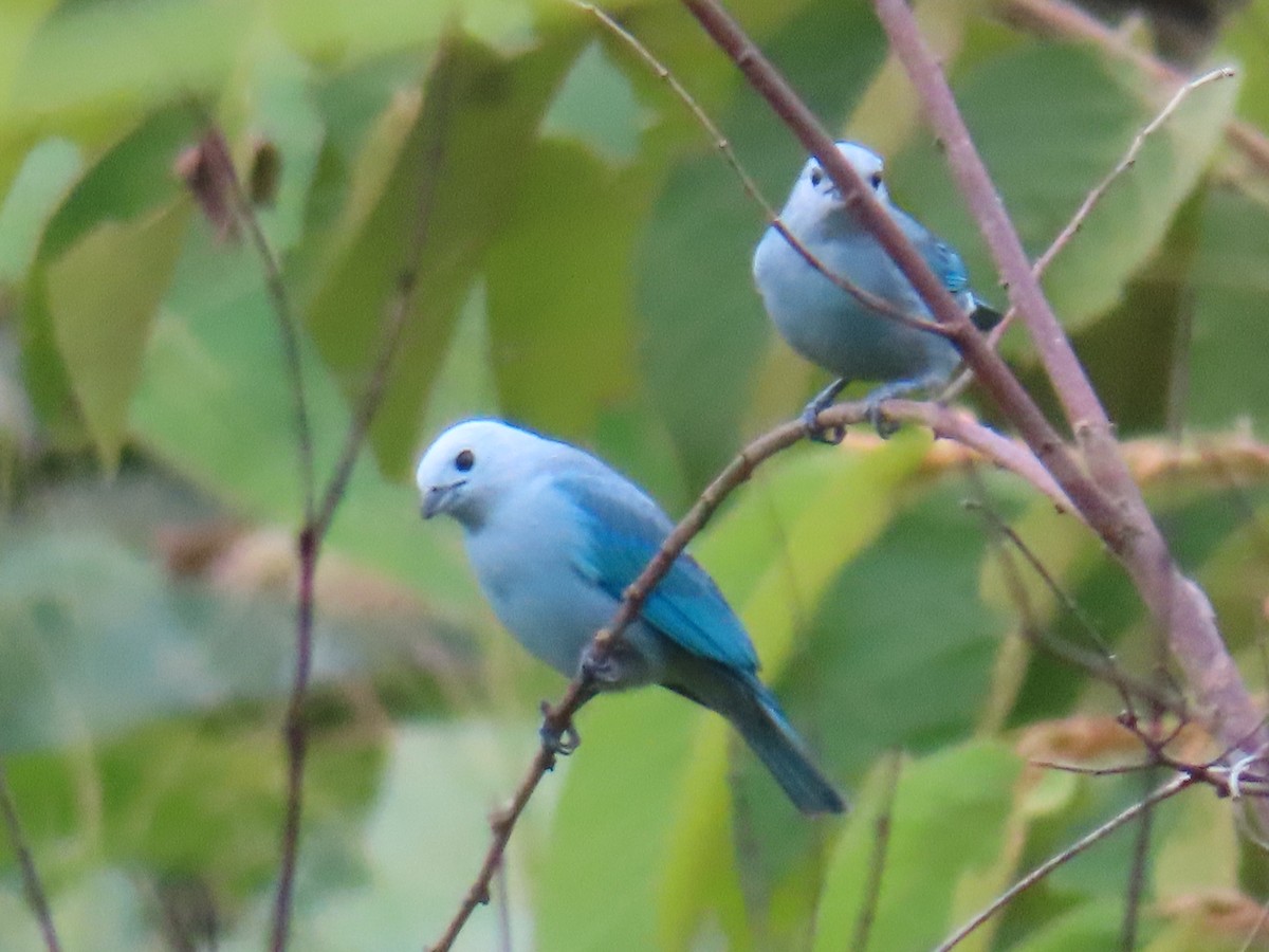 Blue-gray Tanager - ML609245427