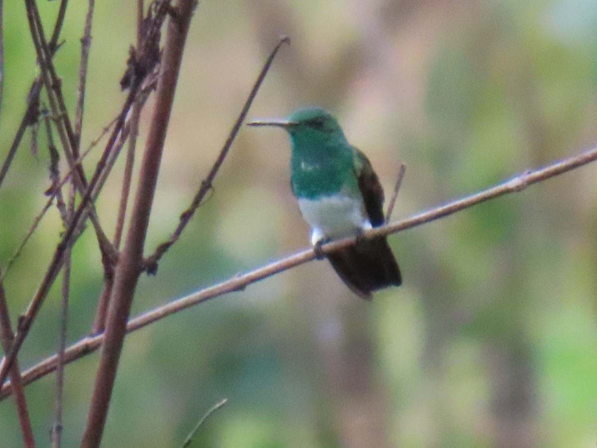 Snowy-bellied Hummingbird - ML609245434