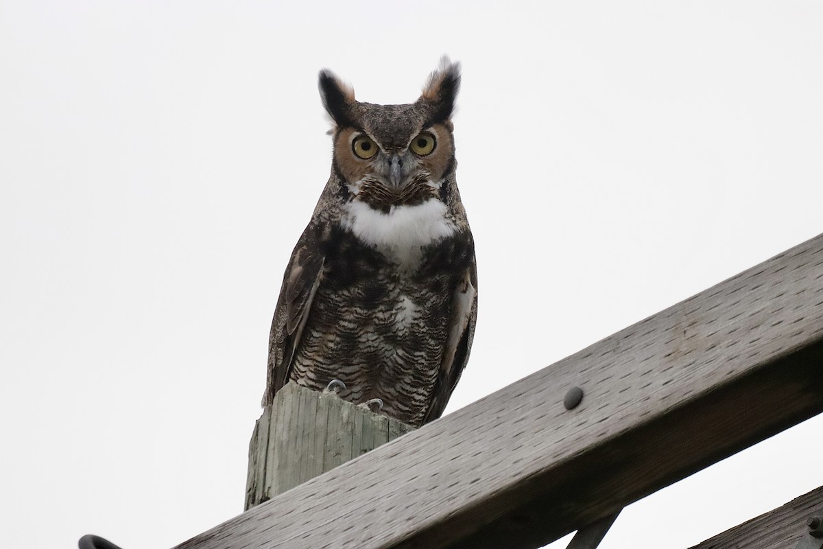Great Horned Owl - ML609245502