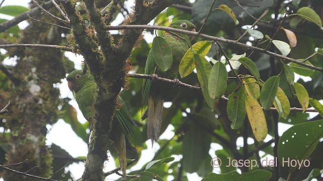 White-eyed Parakeet - ML609245561