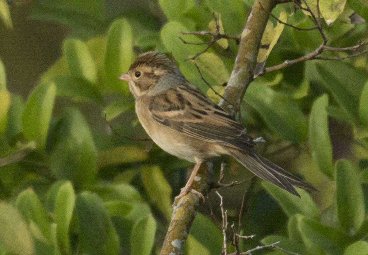 Clay-colored Sparrow - ML609245810