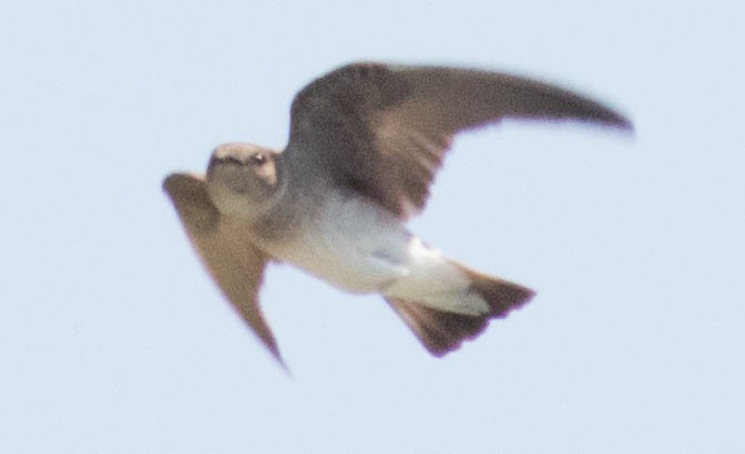 Northern Rough-winged Swallow - ML60924591