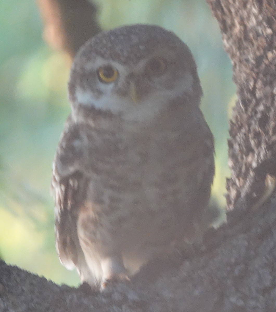 Spotted Owlet - ML609245993