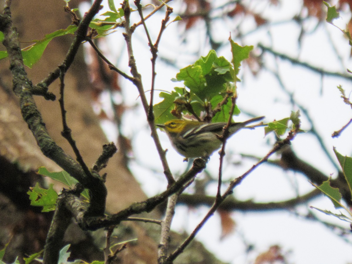 Black-throated Green Warbler - Collin Smith
