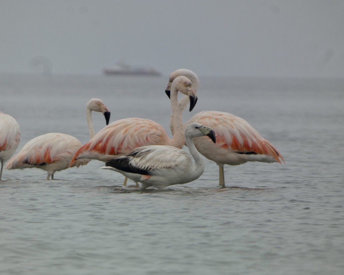 And Flamingosu - ML609246105