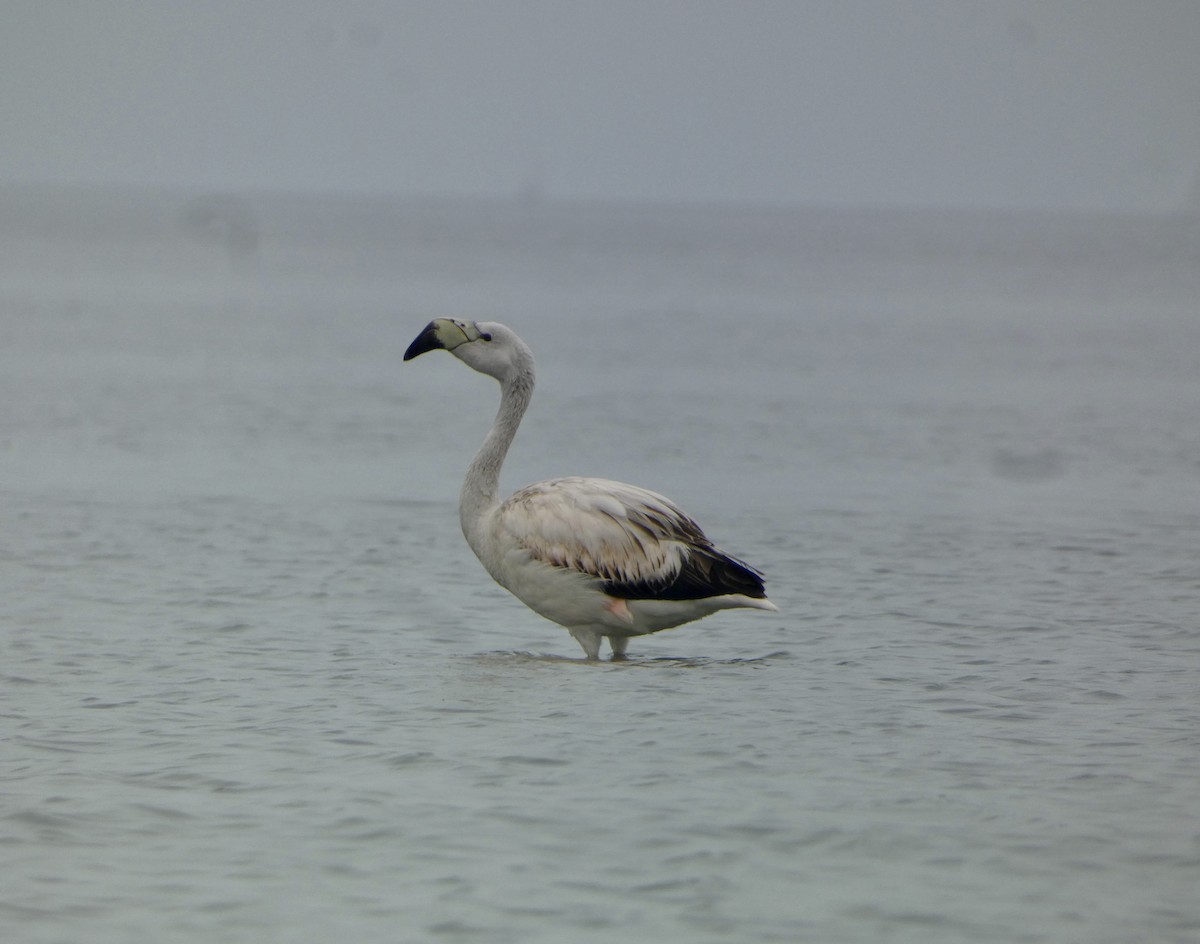 Andean Flamingo - ML609246106