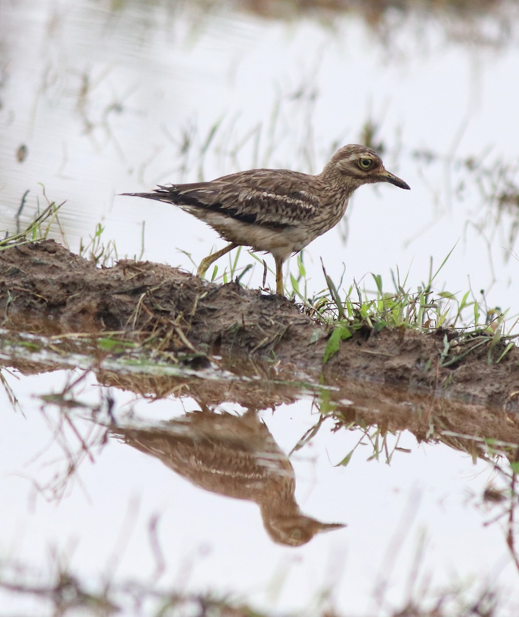 Indian Thick-knee - ML609246127