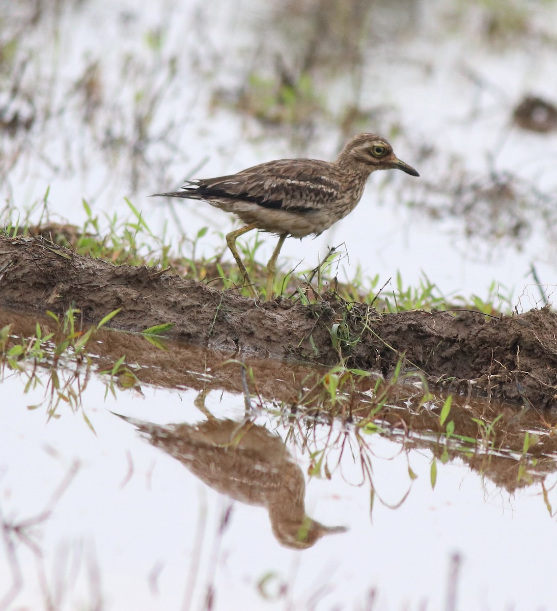 Indian Thick-knee - ML609246133