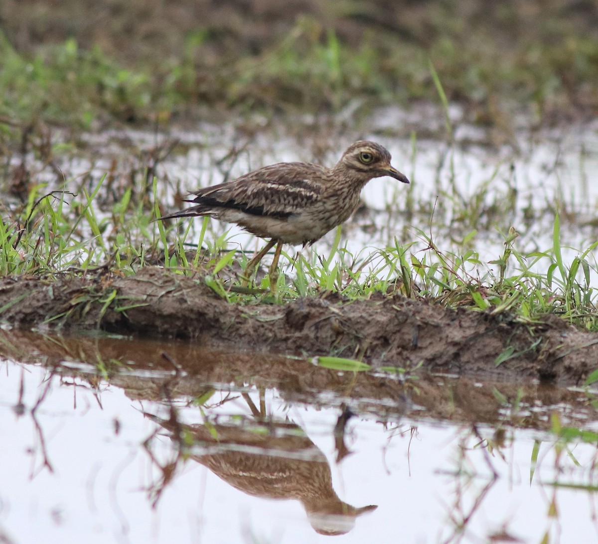 Indian Thick-knee - ML609246134