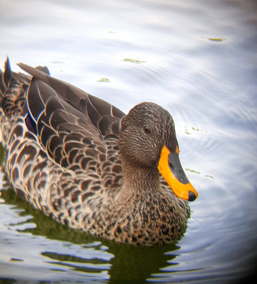 Yellow-billed Duck - ML609246259