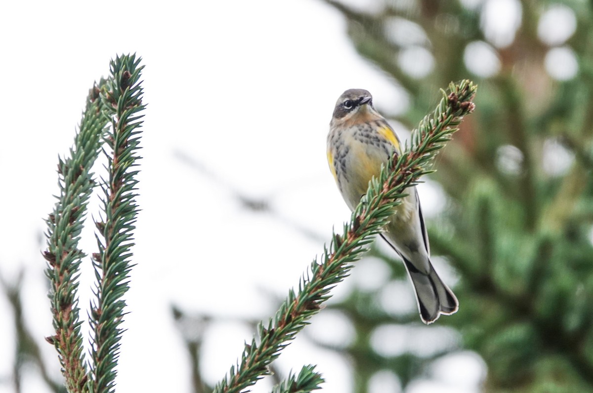 Yellow-rumped Warbler - ML609246335