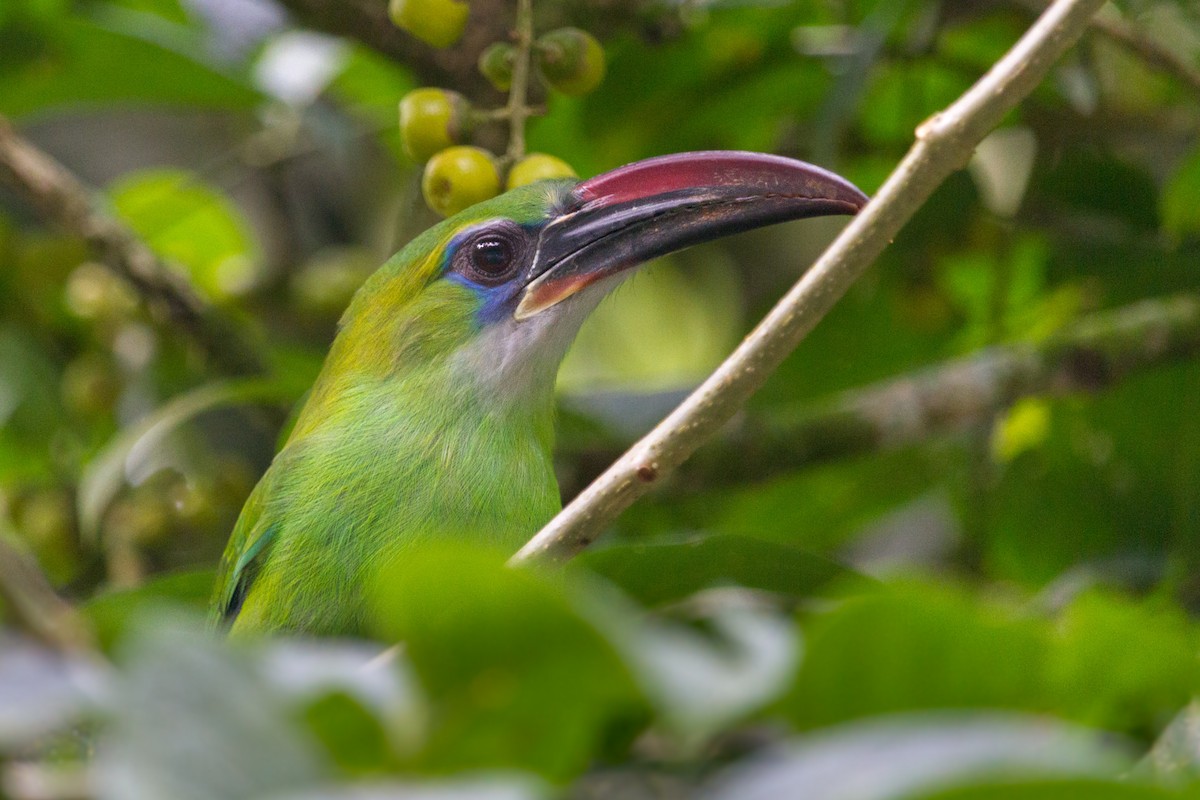 Groove-billed Toucanet - ML609246340