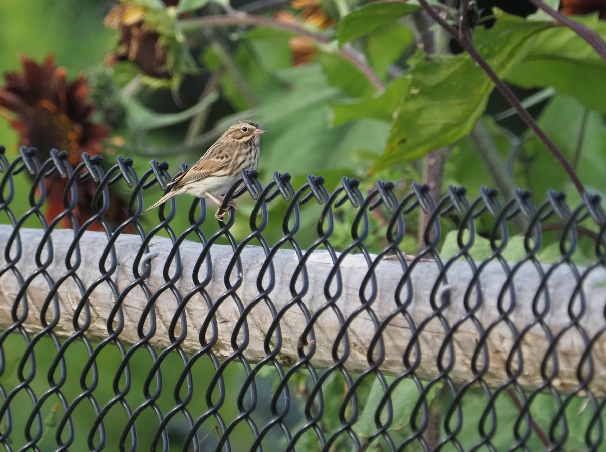 Savannah Sparrow (Savannah) - ML609246351