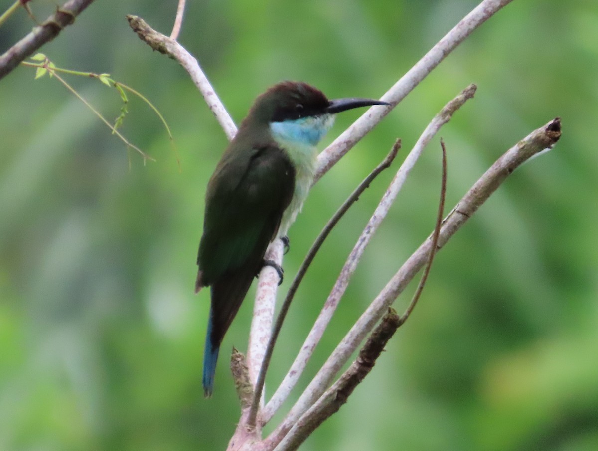 Blue-throated Bee-eater - ML609246639