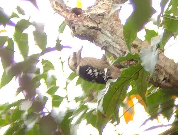 Gray-capped Pygmy Woodpecker - ML609246676