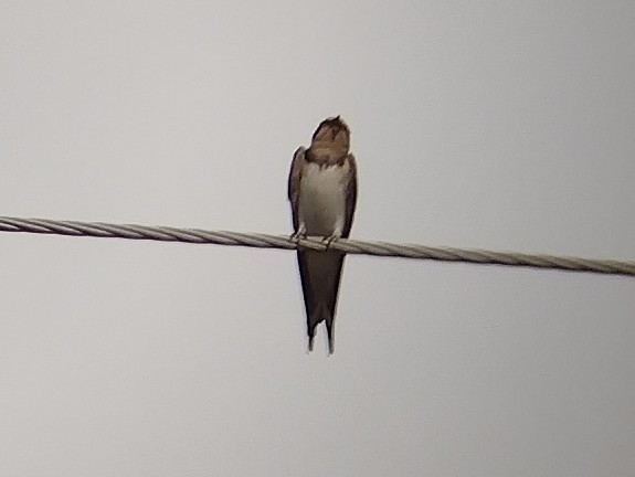 Barn Swallow - ML609246818