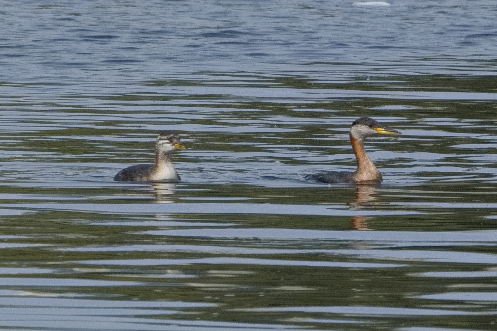 Red-necked Grebe - ML609247130