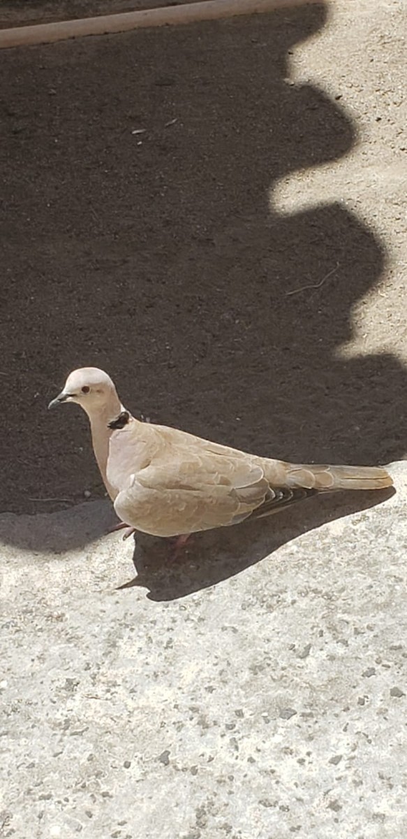 Eurasian Collared-Dove - ML609247135