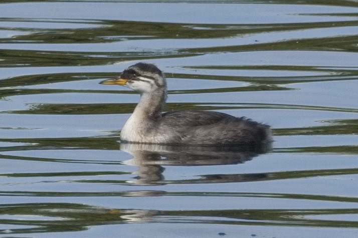 Red-necked Grebe - ML609247152