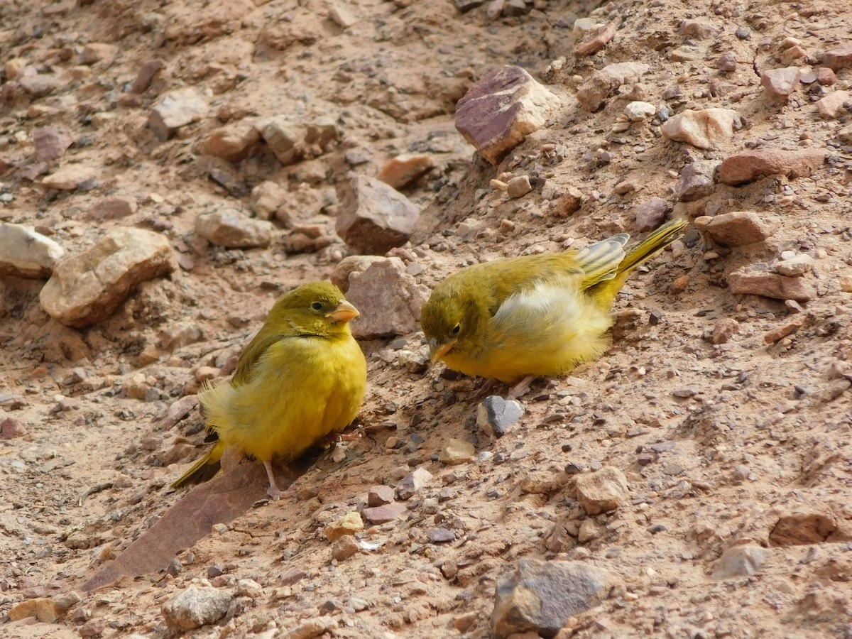 Greenish Yellow-Finch - ML609247265