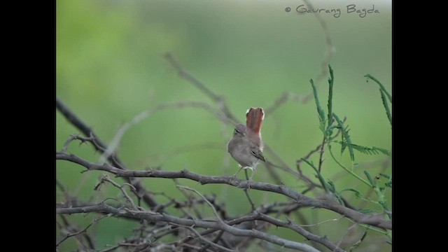 Rufous-tailed Scrub-Robin - ML609247389