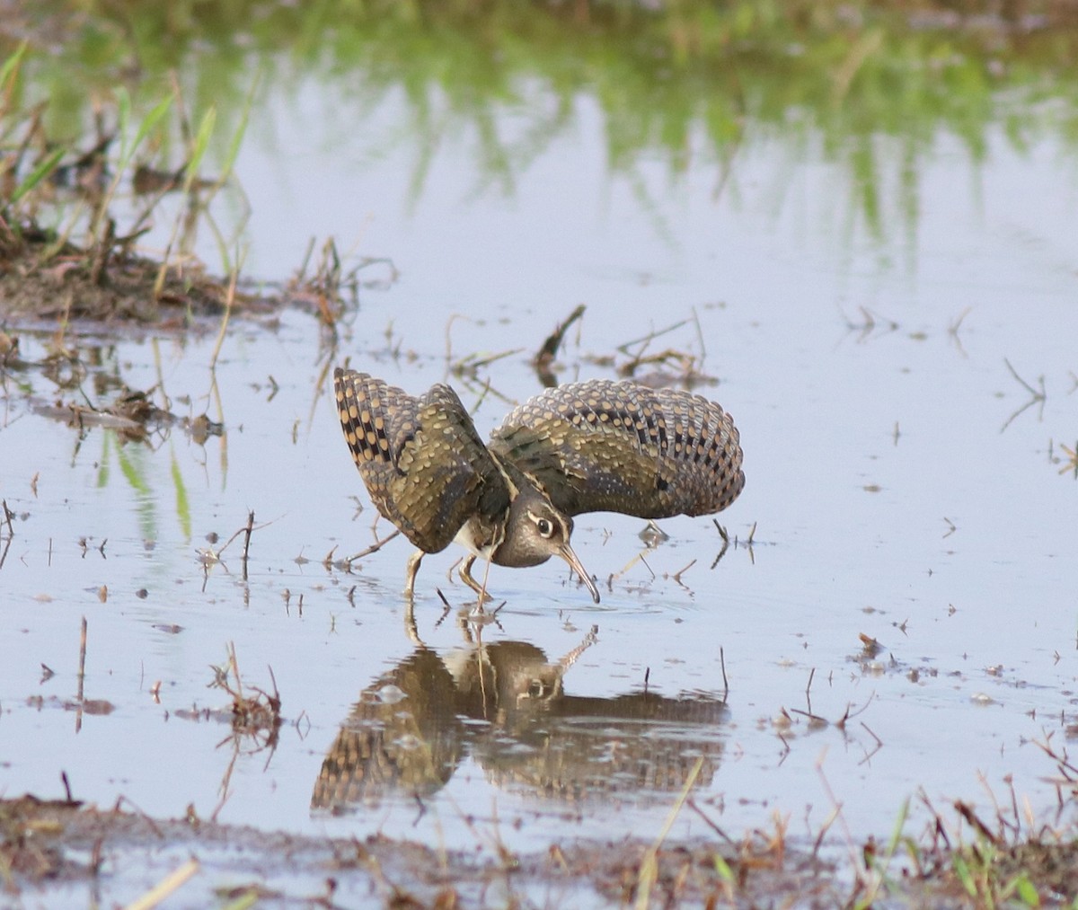 Greater Painted-Snipe - ML609247823
