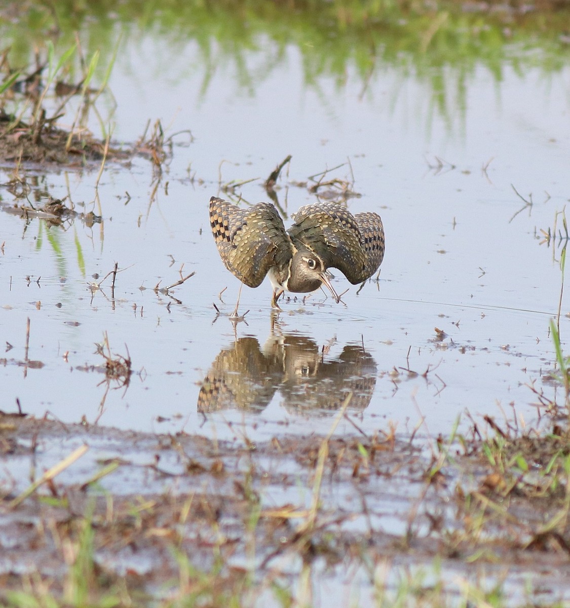 riksesnipe - ML609247828
