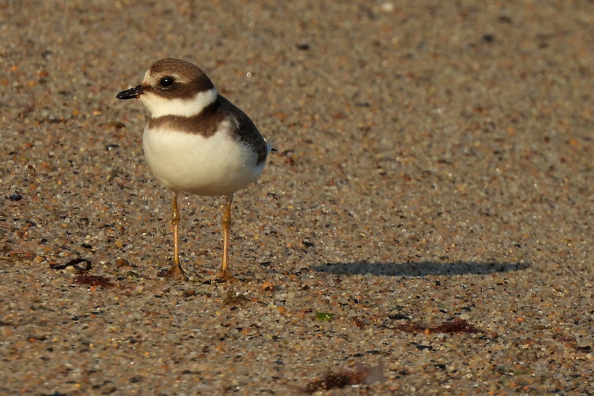 Semipalmated Plover - ML609247861