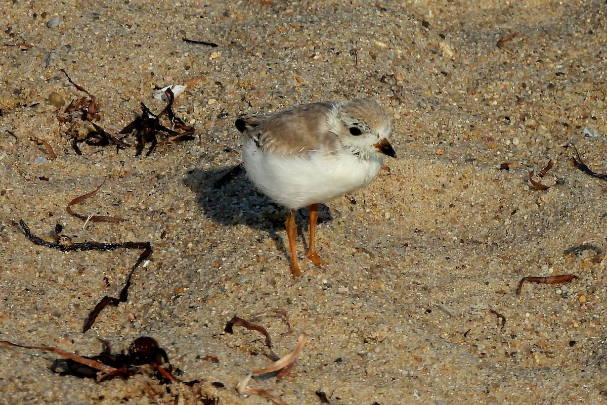 Piping Plover - ML609247873