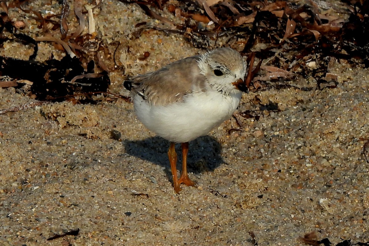 Piping Plover - ML609247881