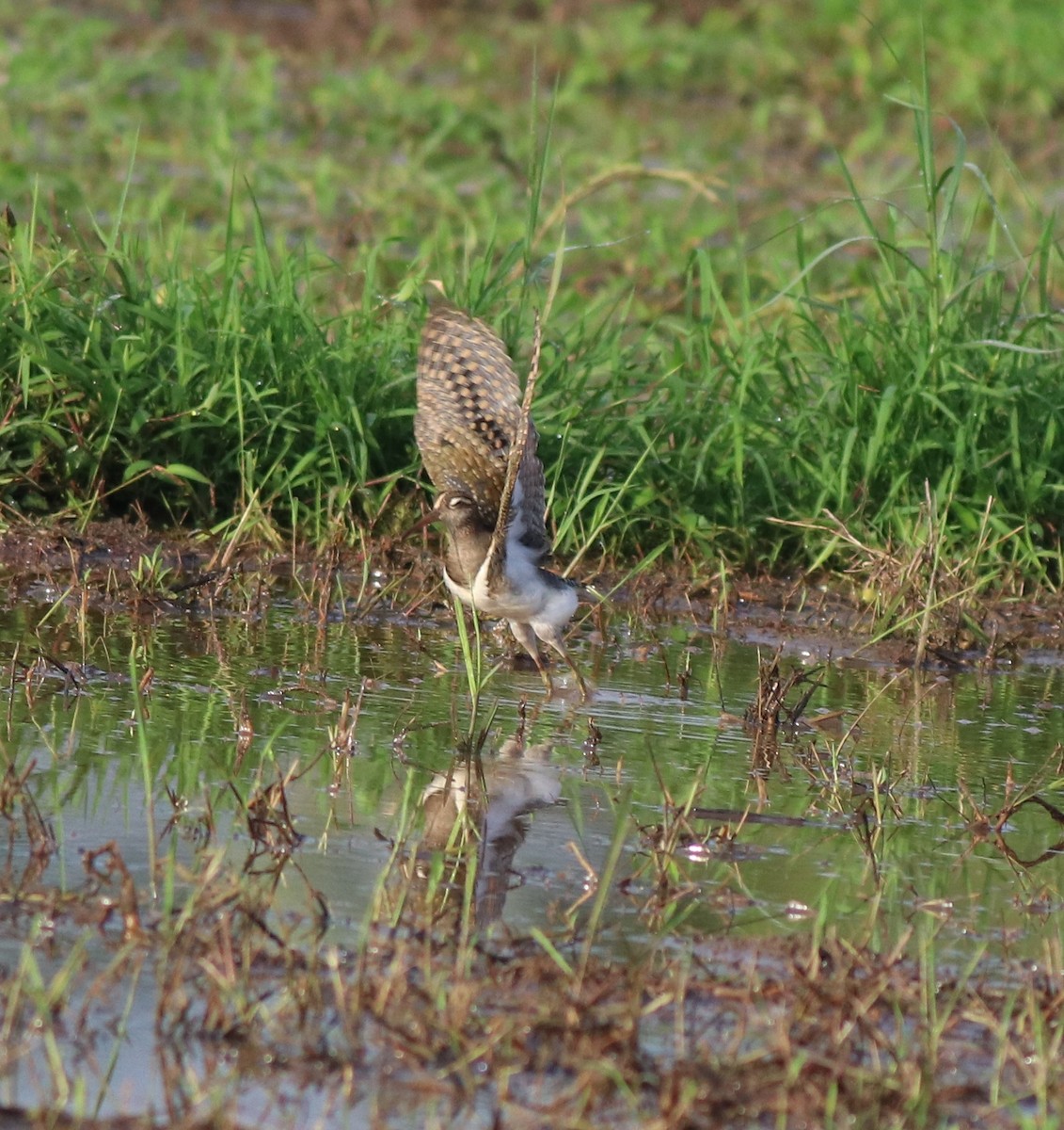 Greater Painted-Snipe - ML609247935