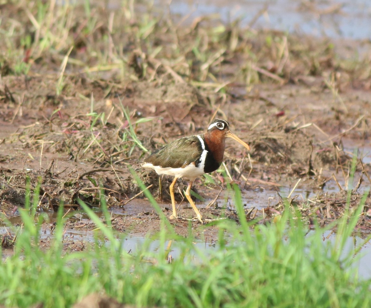 riksesnipe - ML609247936