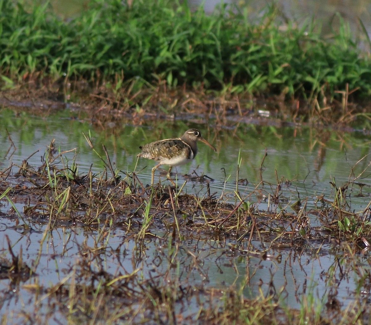 Greater Painted-Snipe - ML609247937