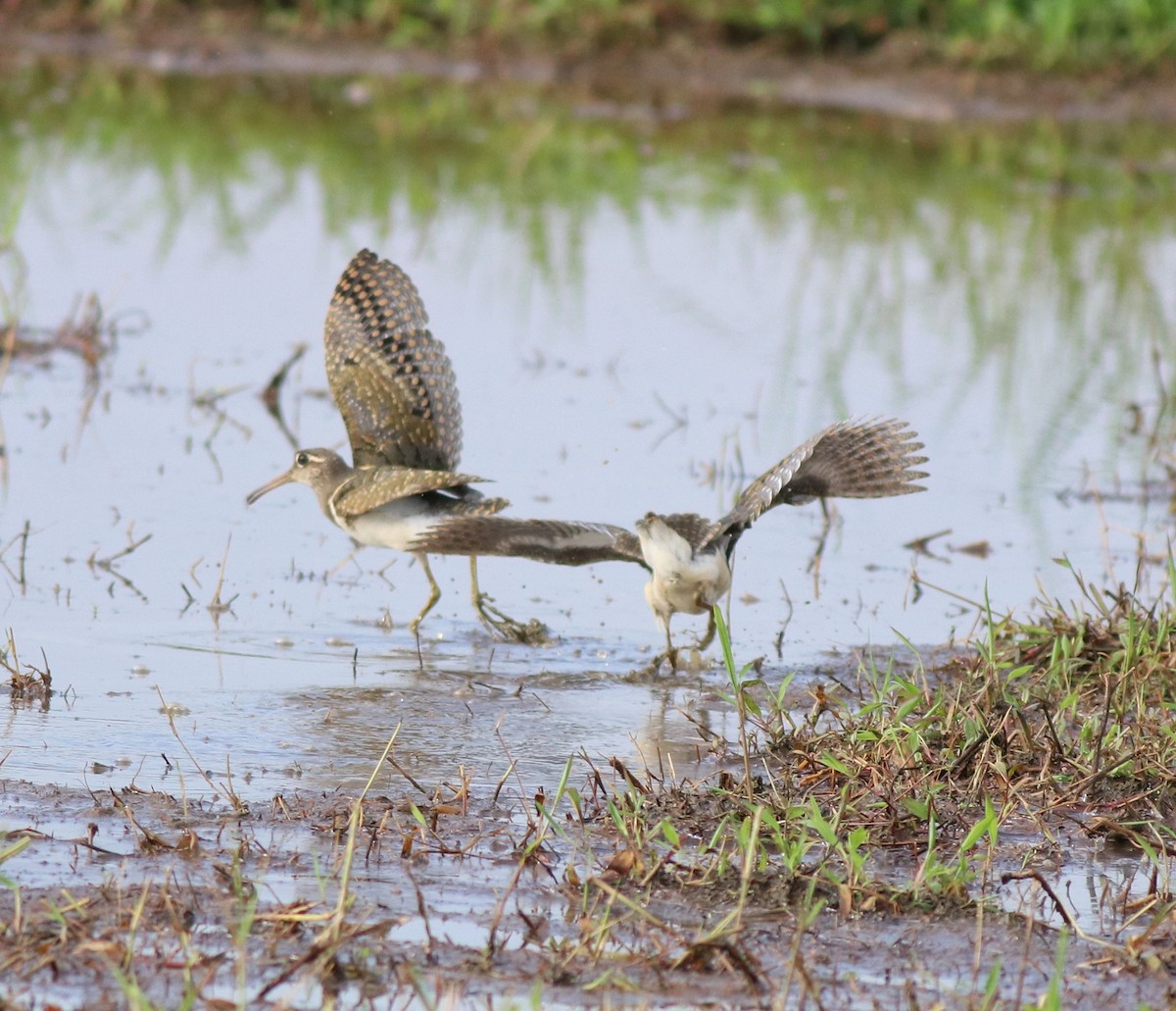 Greater Painted-Snipe - ML609247939