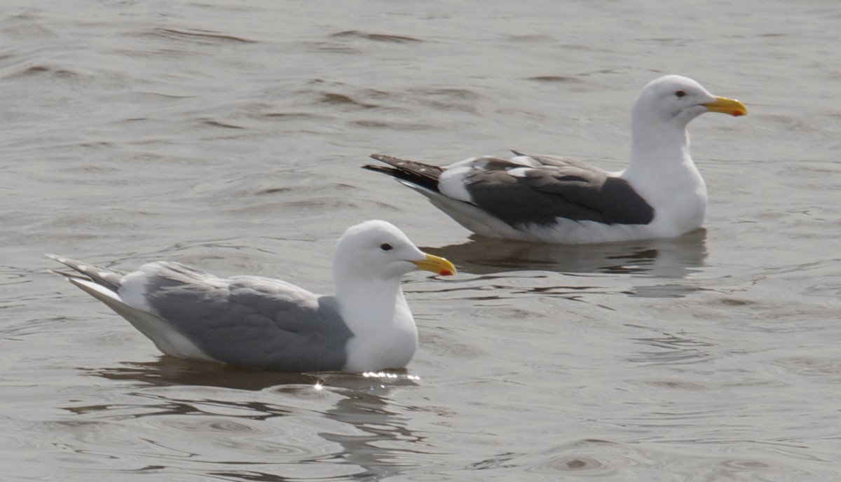 Glaucous-winged Gull - Timothy Spahr
