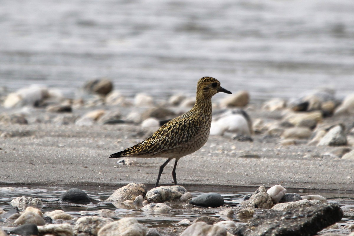 Pacific Golden-Plover - Anand Chaudhary