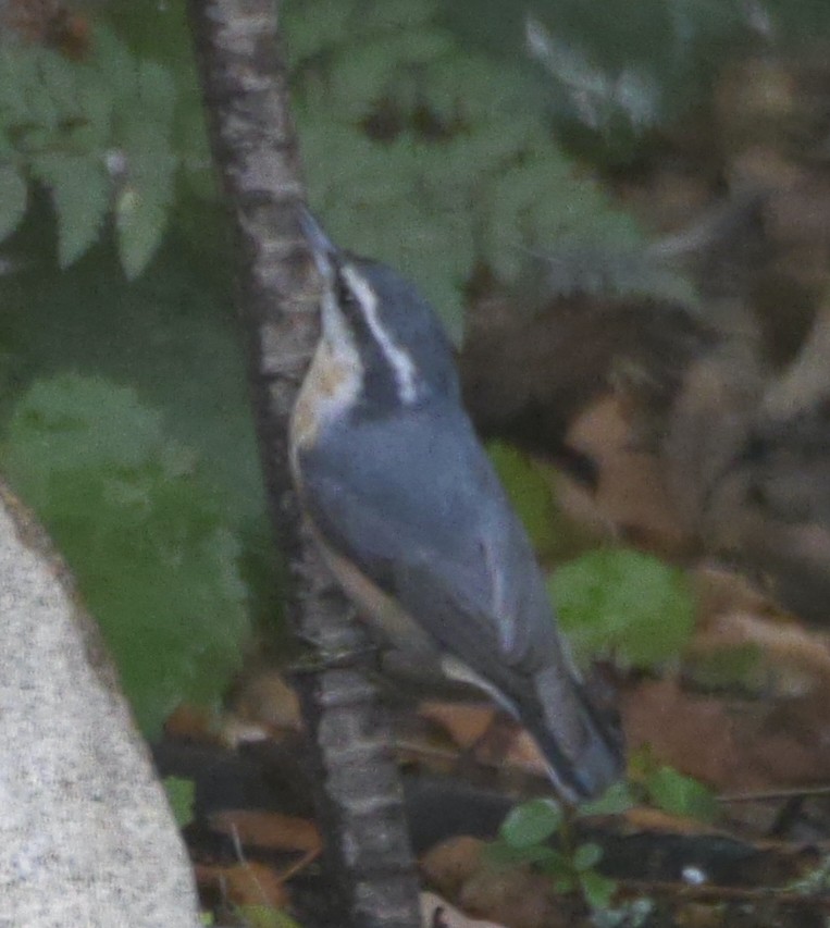 Red-breasted Nuthatch - ML609248423
