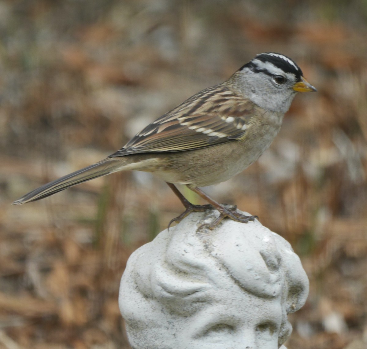 White-crowned Sparrow (pugetensis) - ML609248425