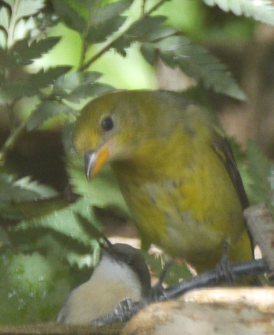 Western Tanager - ML609248430